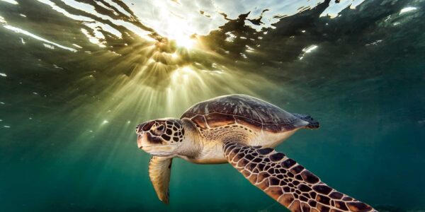 Rare green sea turtle (Chelonia Mydas), swimming in open ocean, Moalboal, Cebu, Philippines